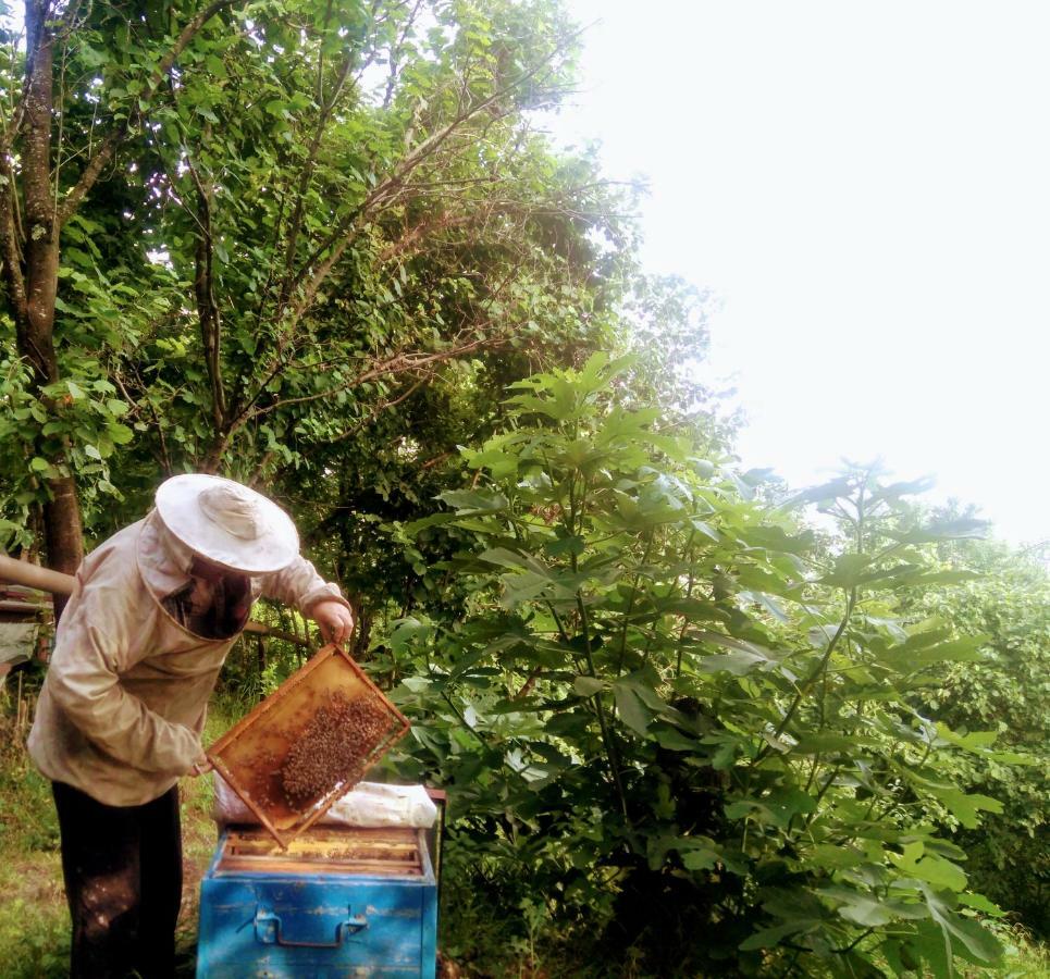 דירות קוטאיסי Beehives מראה חיצוני תמונה