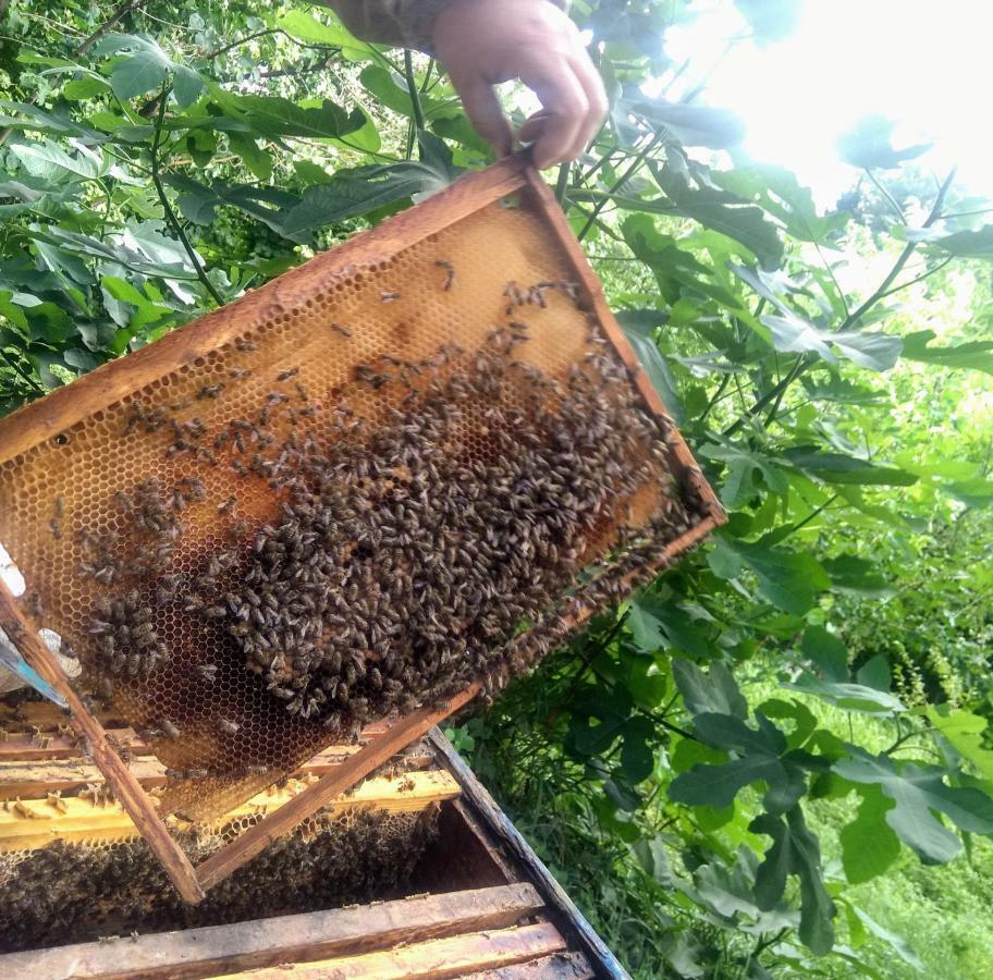 דירות קוטאיסי Beehives מראה חיצוני תמונה